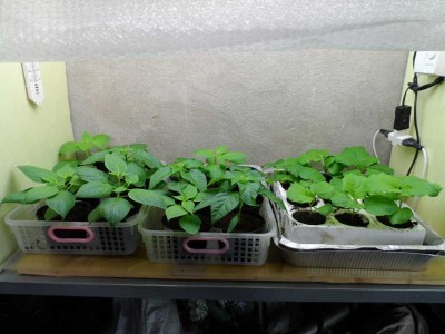 Nuovo LB improvvisato su uno scaffale - Peperoncini e Melanzane.jpg (107.75 KiB) Osservato 803 volte Nuovo LB improvvisato su uno scaffale - Peperoncini e Melanzane.jpg