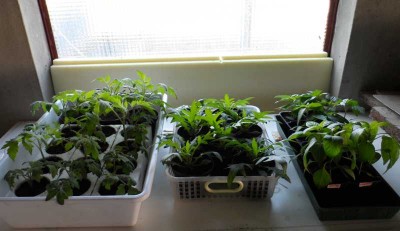 Pomodori - Laciniatum - Peperoni sopra il LB.jpg (99.88 KiB) Osservato 803 volte Pomodori - Laciniatum - Peperoni sopra il LB.jpg