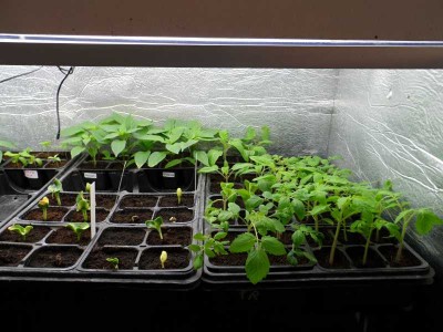 Peperoni - Pomodori - Zucchine nel LB.jpg (122.09 KiB) Osservato 803 volte Peperoni - Pomodori - Zucchine nel LB.jpg