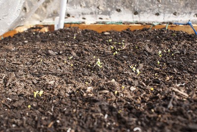 cicoria e misticanza.jpg (155.19 KiB) Osservato 569 volte cicoria e misticanza.jpg