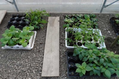 Ultimo rinvaso 2.jpg (121.79 KiB) Osservato 825 volte Ultimo rinvaso 2.jpg