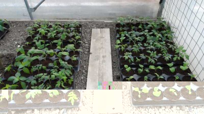 Ultimo rinvaso 1.jpg (115.76 KiB) Osservato 825 volte Ultimo rinvaso 1.jpg