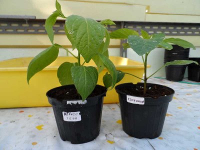 Innesto peperone dolce Esmeralda su Rocoto 1.jpg (101.39 KiB) Osservato 713 volte Innesto peperone dolce Esmeralda su Rocoto 1.jpg