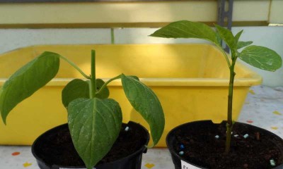 Innesto peperone dolce Esmeralda su Rocoto 2.jpg (90.29 KiB) Osservato 713 volte Innesto peperone dolce Esmeralda su Rocoto 2.jpg