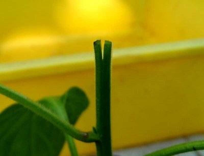 Innesto peperone dolce Esmeralda su Rocoto 3.jpg (80.99 KiB) Osservato 713 volte Innesto peperone dolce Esmeralda su Rocoto 3.jpg