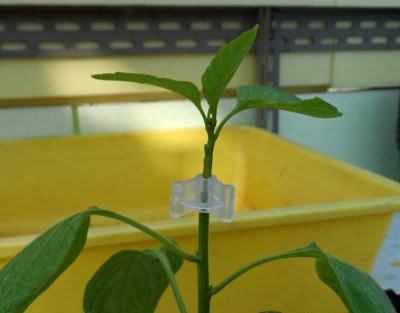 Innesto peperone dolce Esmeralda su Rocoto 5.jpg (89.7 KiB) Osservato 712 volte Innesto peperone dolce Esmeralda su Rocoto 5.jpg