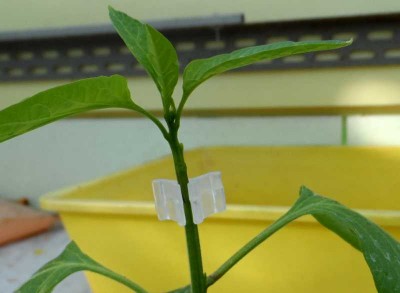 Innesto peperone dolce Esmeralda su Rocoto 6.jpg (88.63 KiB) Osservato 712 volte Innesto peperone dolce Esmeralda su Rocoto 6.jpg