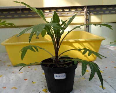 Innesto Melanzana su Solanum Laciniatum 1.jpg (108.61 KiB) Osservato 711 volte Innesto Melanzana su Solanum Laciniatum 1.jpg