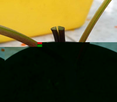 Innesto Melanzana su Solanum Laciniatum 2.jpg (89.34 KiB) Osservato 711 volte Innesto Melanzana su Solanum Laciniatum 2.jpg