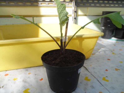 Innesto Melanzana su Solanum Laciniatum 3.jpg (96.06 KiB) Osservato 711 volte Innesto Melanzana su Solanum Laciniatum 3.jpg