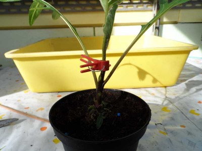 Innesto Melanzana su Solanum Laciniatum 4.jpg (99.62 KiB) Osservato 711 volte Innesto Melanzana su Solanum Laciniatum 4.jpg