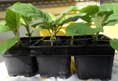 Innesto Melanzana su Solanum Chrysotrichum 1.jpg (106.93 KiB) Osservato 710 volte Innesto Melanzana su Solanum Chrysotrichum 1.jpg