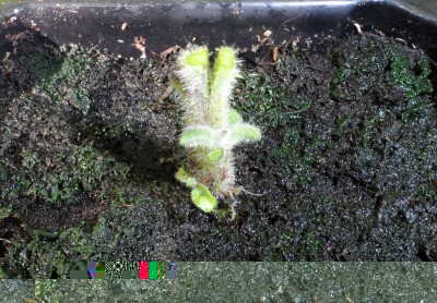 Innesto Melanzana su Solanum Chrysotrichum 2.jpg (164.75 KiB) Osservato 710 volte Innesto Melanzana su Solanum Chrysotrichum 2.jpg