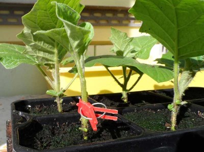 Innesto Melanzana su Solanum Chrysotrichum 3.jpg (117.13 KiB) Osservato 710 volte Innesto Melanzana su Solanum Chrysotrichum 3.jpg