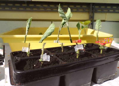 Innesto Melanzana su Solanum Chrysotrichum 4.jpg (105.05 KiB) Osservato 710 volte Innesto Melanzana su Solanum Chrysotrichum 4.jpg