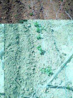 image_4_811024468_52954.jpg.jpg (249.71 KiB) Osservato 882 volte image_4_811024468_52954.jpg.jpg