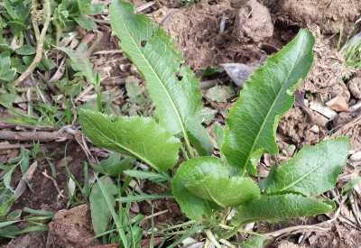 20150331_153300.jpg (280.26 KiB) Osservato 1455 volte 20150331_153300.jpg