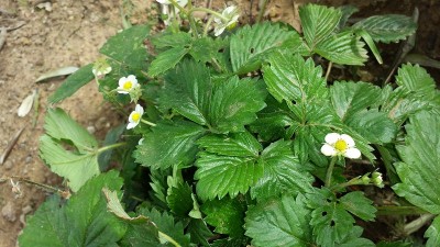 20150331_153250.jpg (203.46 KiB) Osservato 1455 volte 20150331_153250.jpg