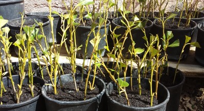 20150402_121758.jpg (247.94 KiB) Osservato 1431 volte 20150402_121758.jpg