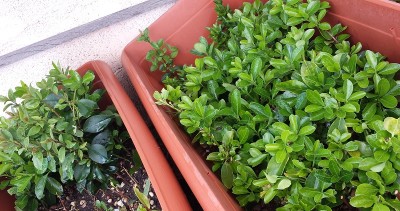 20150331_153453.jpg (220.26 KiB) Osservato 1431 volte 20150331_153453.jpg