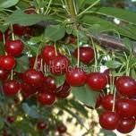 visine.jpg visine.jpg