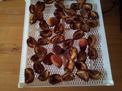 essiccazione5.jpg (211.44 KiB) Osservato 1117 volte essiccazione5.jpg