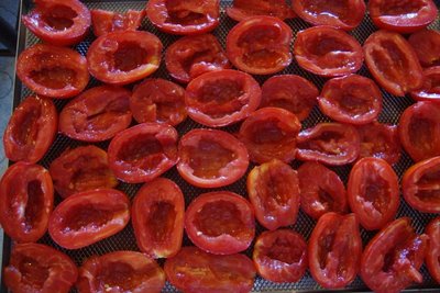 posti sui vassoi forati del mio essiccatore a tunnel / DSC05068.JPG DSC05068.JPG