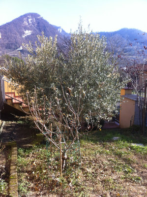 L'olivo... dietro al melo nano! / 1A.jpg 1A.jpg