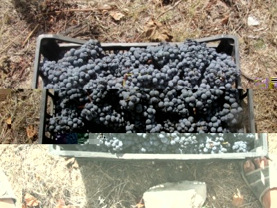 Cagnulari / DSC04837.jpg DSC04837.jpg