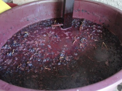 Mosto di Cannonau e Cagnulari in fermentazione / DSC04956.jpg DSC04956.jpg