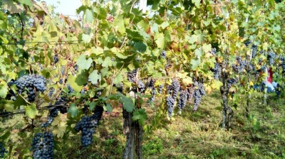 vendemmia2018.jpg (163.87 KiB) Osservato 621 volte vendemmia2018.jpg