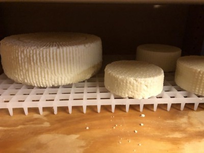 formaggi a 10 giorni / IMG_6312.JPG IMG_6312.JPG