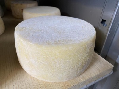 Caciotta di vacca con circa 1 mese di maturazione. / 362B3933-DFE8-412D-A2A7-080A0998348C.jpeg 362B3933-DFE8-412D-A2A7-080A0998348C.jpeg