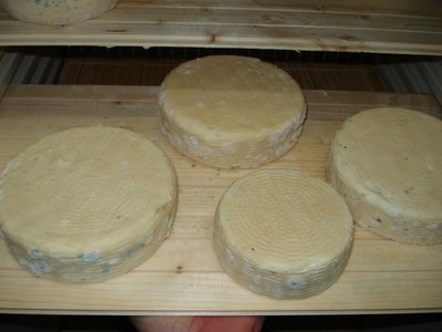 caciotte con muffa / DSC04696.jpg DSC04696.jpg