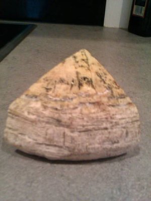 IMAG0290.jpg (68.41 KiB) Osservato 1042 volte IMAG0290.jpg