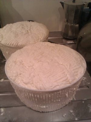 Primo ribaltamento sotto il telo bagnato caldo. / Cagliata rivoltata.jpg Cagliata rivoltata.jpg