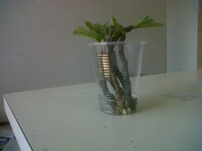 prima infusione. / 400.jpg 400.jpg