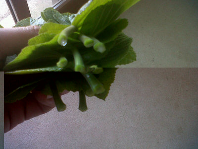 foglie con latte di fico. / 401.jpg 401.jpg