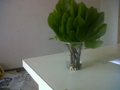 foglie a sgocciolare. / 402.jpg 402.jpg