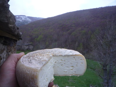 Questo formaggio "Giuseppino" elaborato il 19 marzo seguendo la ricetta del raschera del forum. 4 giorni in casa (finestra:13-15 gradi) . dopo stalla (10gradi/60%H). Poca aria. Il 3 aprile se li fa prender un pò di aria fuori perchè puzzava e sofreva queste fenomeno "talpa". / P1250435.JPG P1250435.JPG