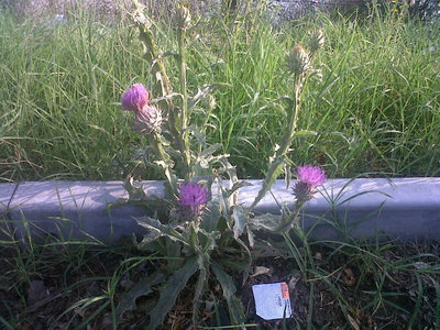 Pianta di cardo. / 1-.jpg 1-.jpg
