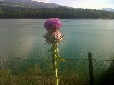 Pianta di cardo. / 2-.jpg 2-.jpg