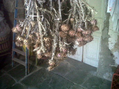 Cardi essiccati a testa in giù. / 3-.jpg 3-.jpg