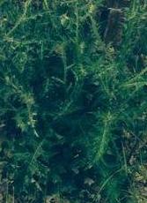 Listener (9).jpg Listener (9).jpg