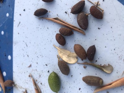 Olive secche / D070A457-DC0B-473F-9FD1-CB1C83A64CFE.jpeg D070A457-DC0B-473F-9FD1-CB1C83A64CFE.jpeg