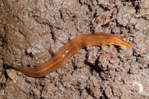 verme-obama-e1478182565102.jpg verme-obama-e1478182565102.jpg