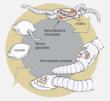 lombrichi.jpg lombrichi.jpg