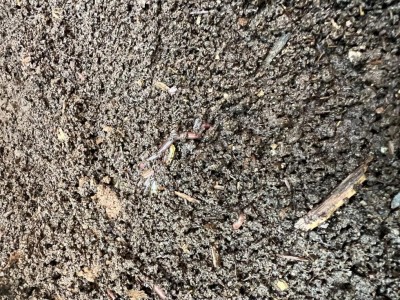 IMG_5604.jpeg (292.72 KiB) Osservato 3398 volte IMG_5604.jpeg