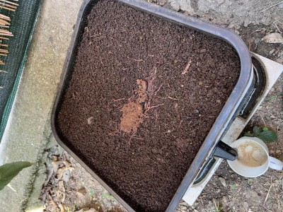 IMG_5602.jpeg (238.06 KiB) Osservato 3195 volte IMG_5602.jpeg