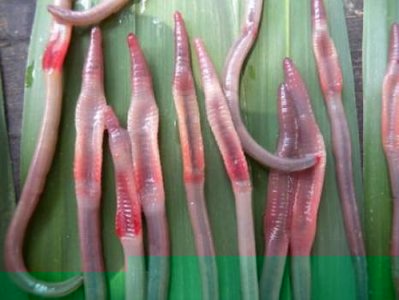 glyphidrilus-earthworms.jpg (22.51 KiB) Osservato 876 volte glyphidrilus-earthworms.jpg